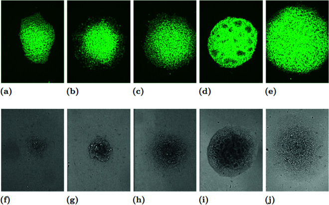 Fig 12