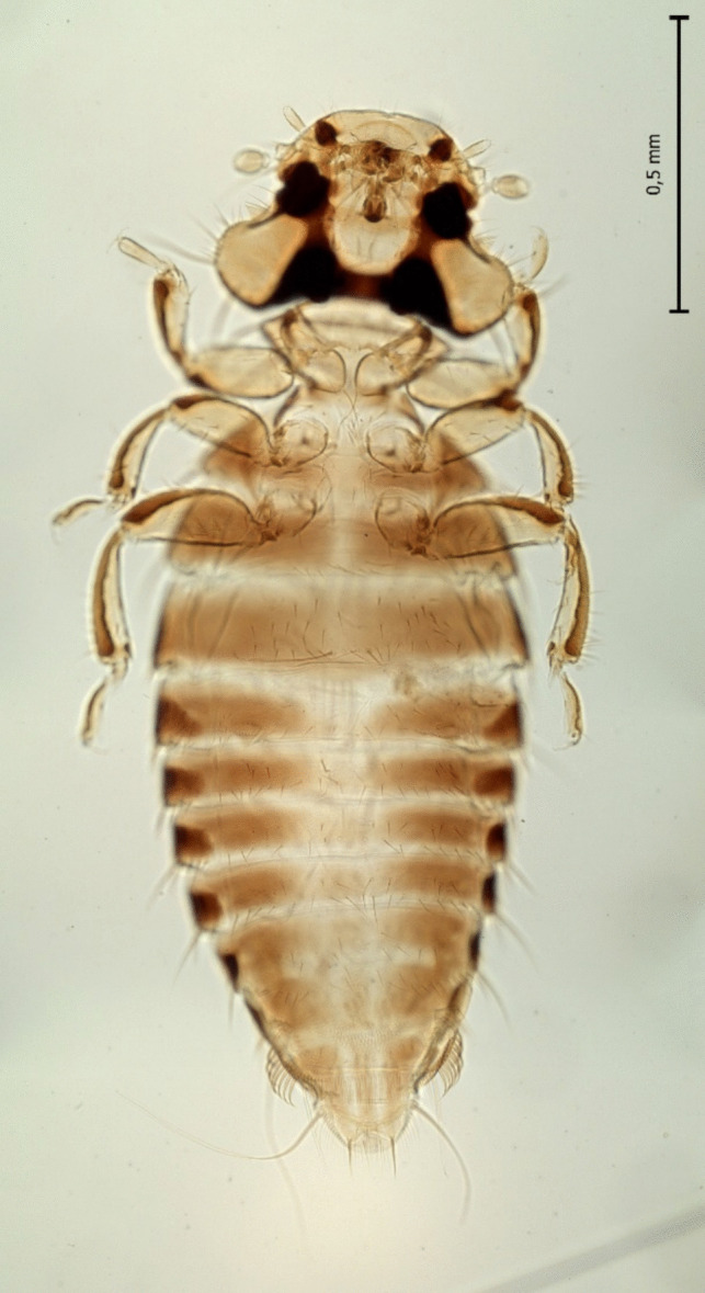 Figure 5