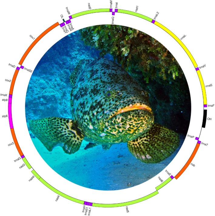 Figure 5