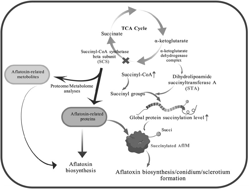 Figure 20