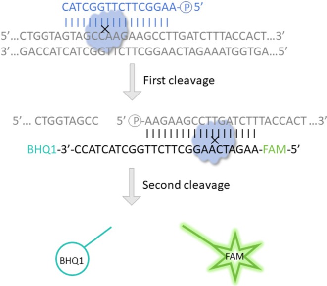 FIGURE 4