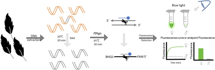 FIGURE 1