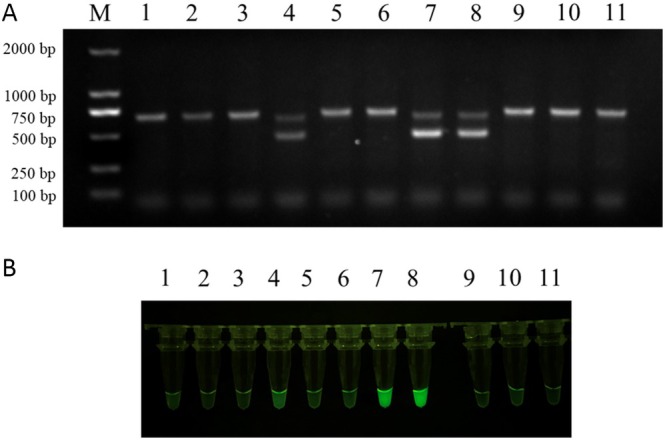 FIGURE 7