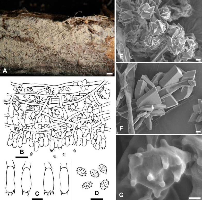 Figure 11