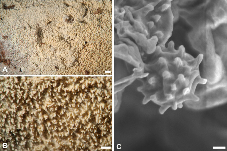 Figure 13