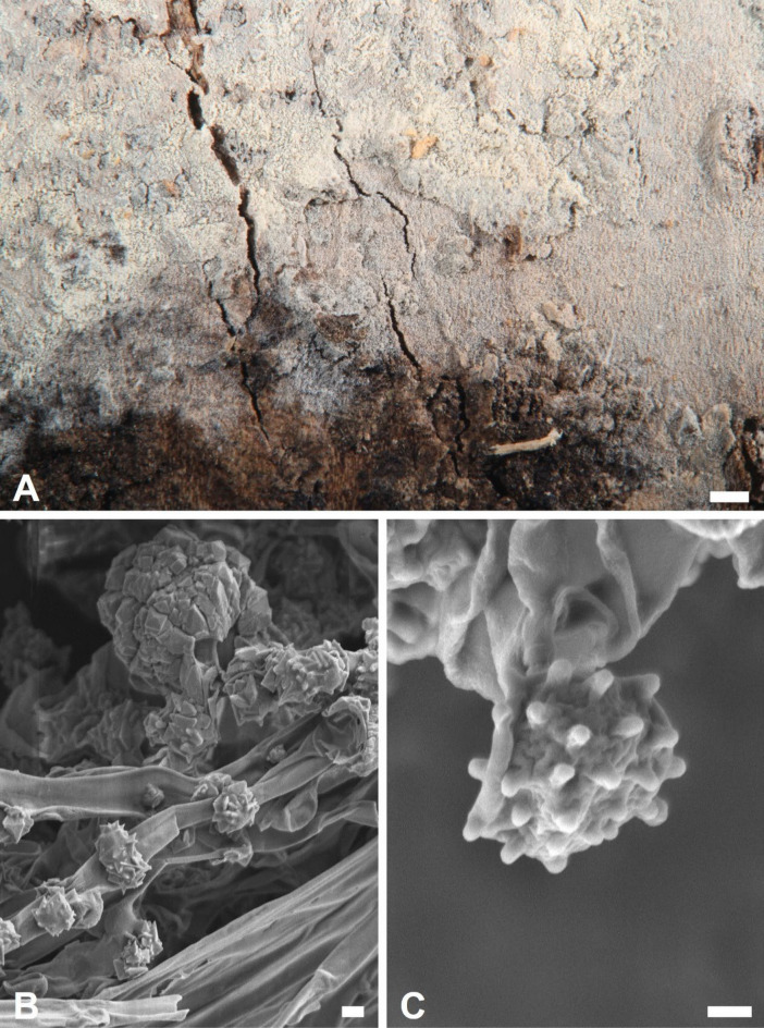 Figure 15