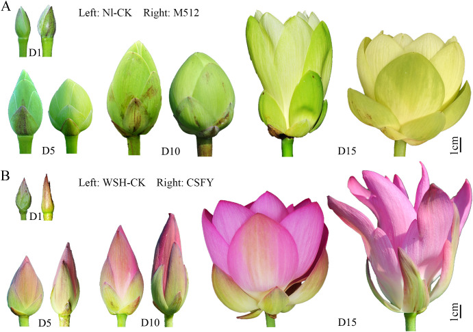 Figure 1