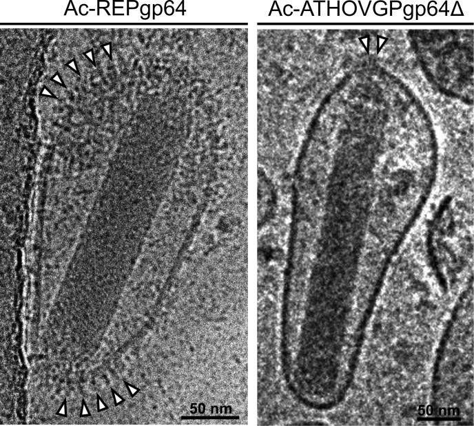 Fig 9