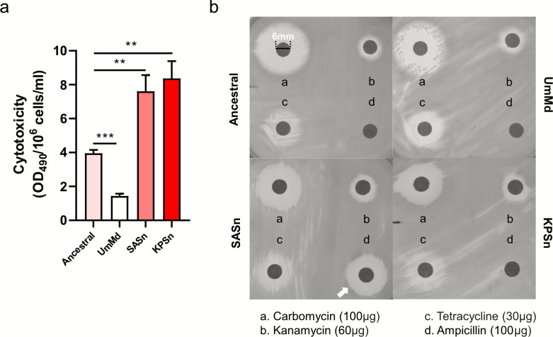 Fig 6