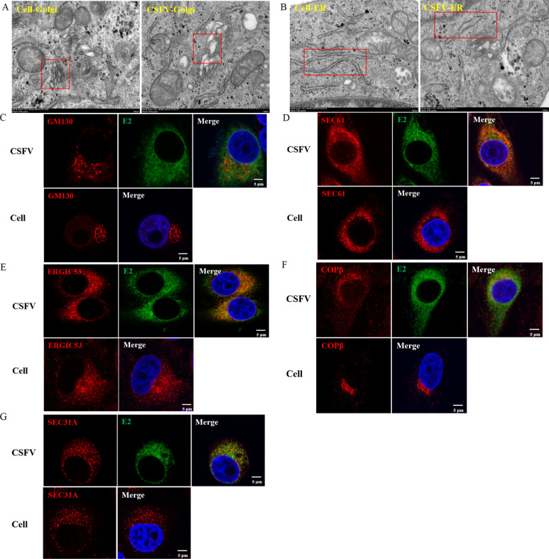 Fig 6