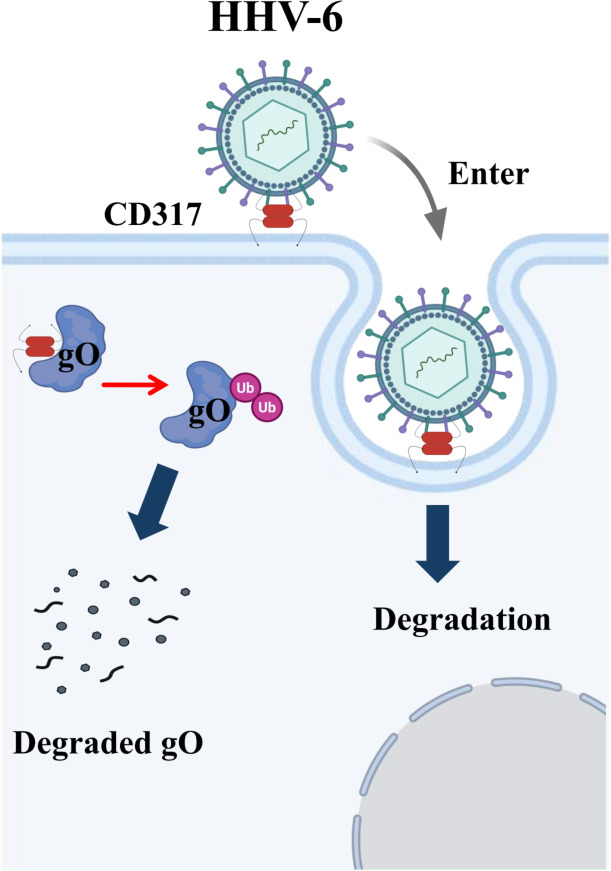 Fig 7