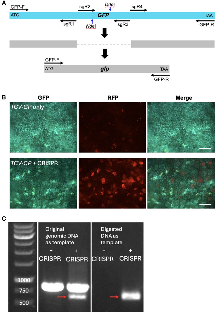 Figure 2