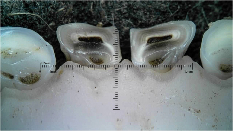 Figure 13