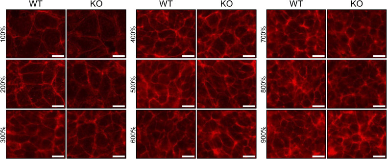 Figure 21