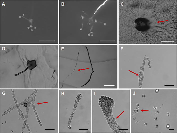 Figure 9