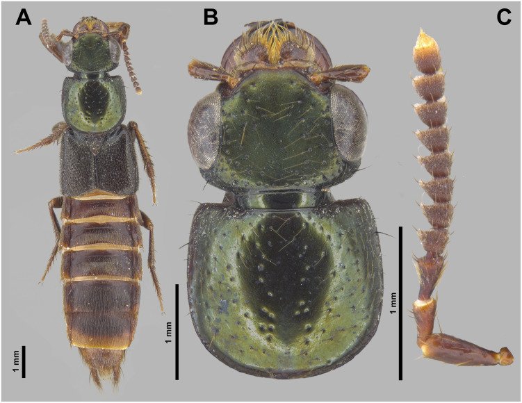 Figure 6