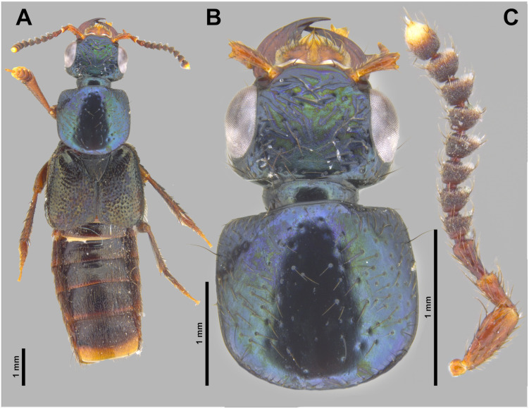 Figure 9