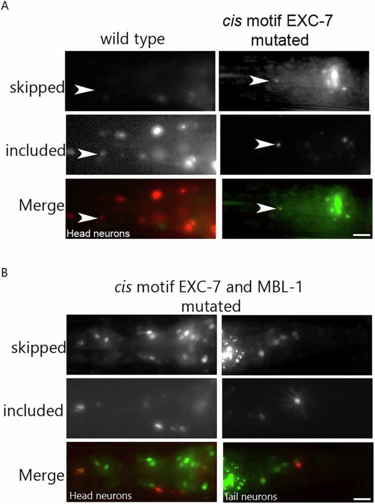 Figure 10