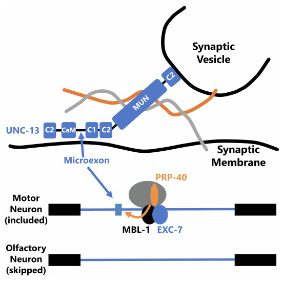 Figure 13
