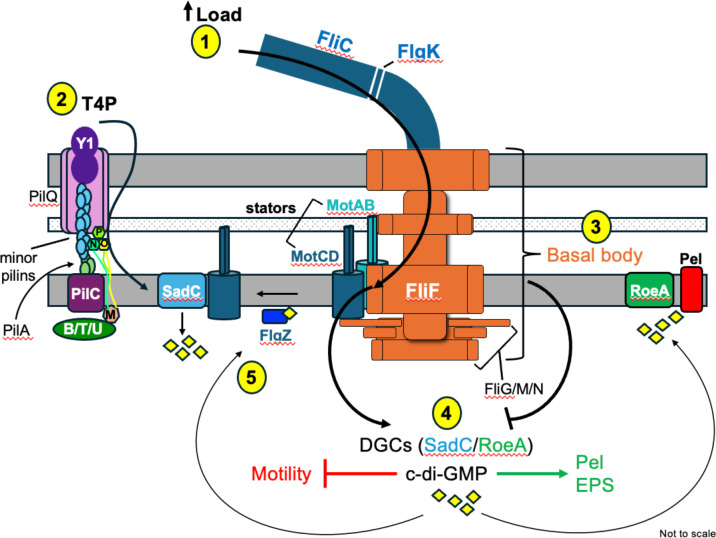 Figure 5