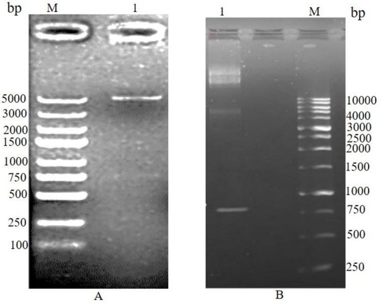 Fig 8