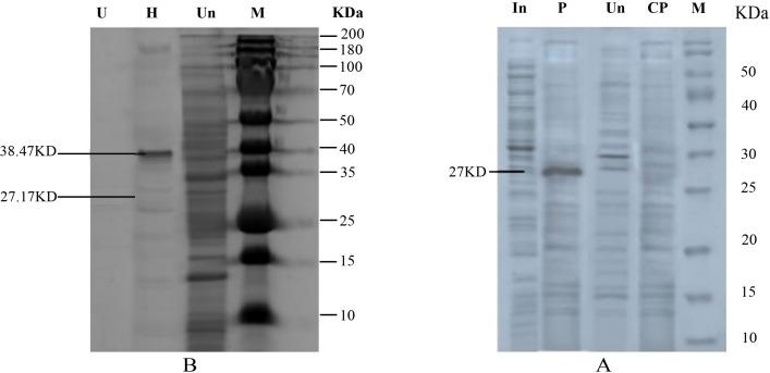 Fig 10