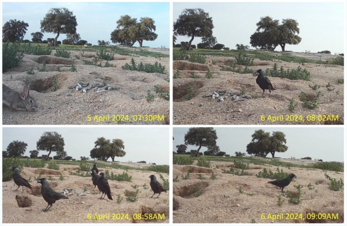FIGURE 3