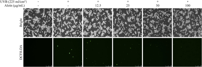 FIGURE 3
