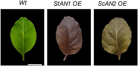 Figure 2