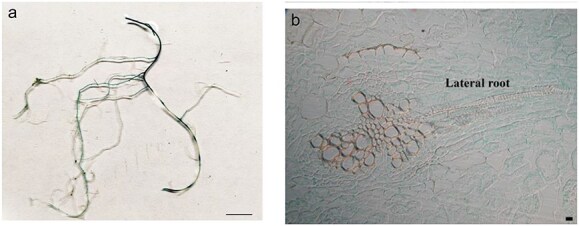 Figure 6