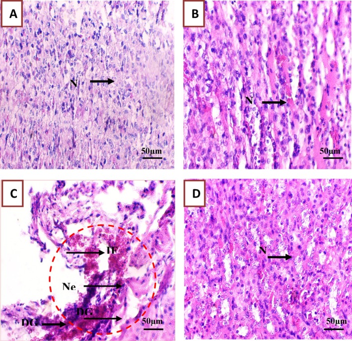 FIGURE 11