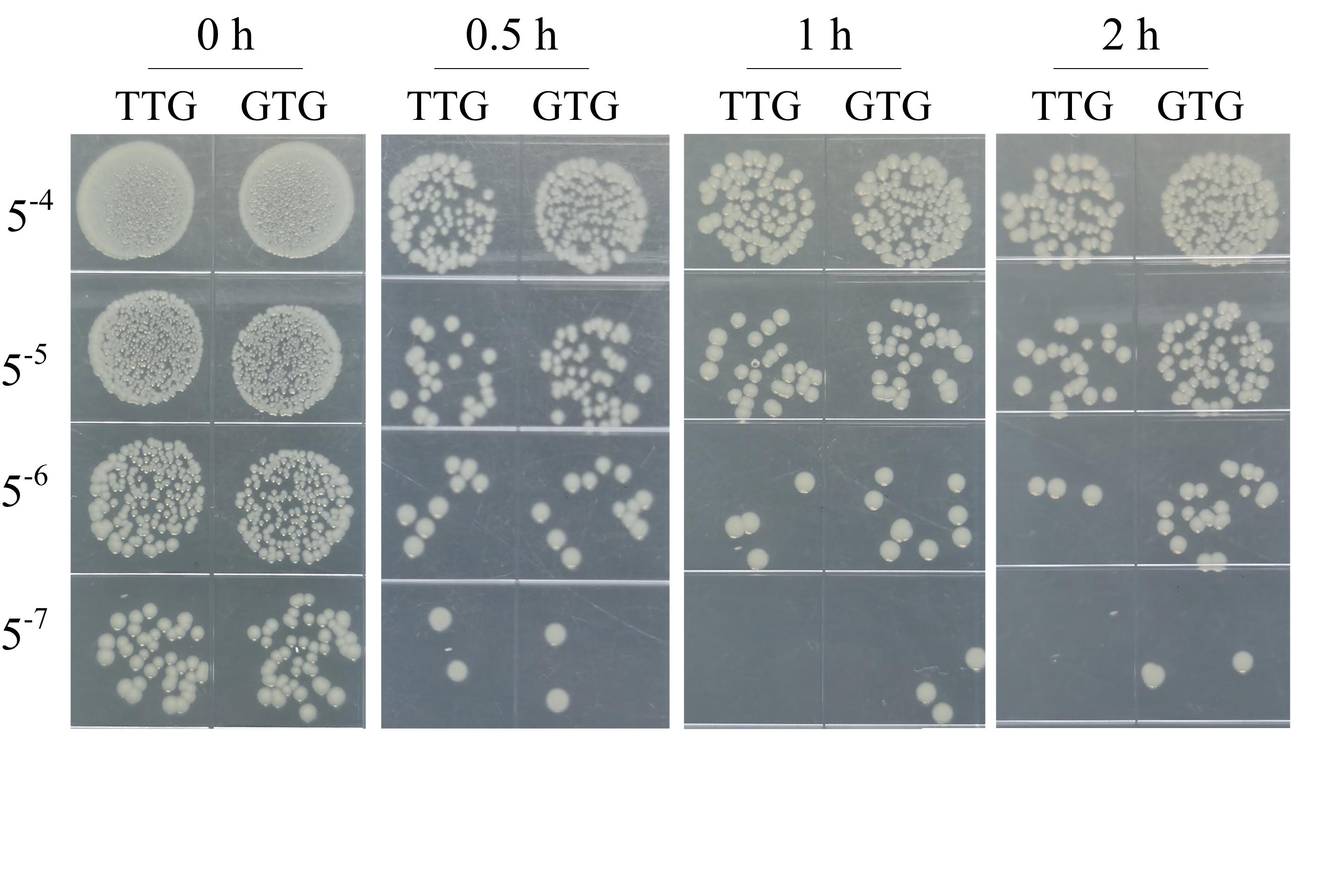 Figure 17