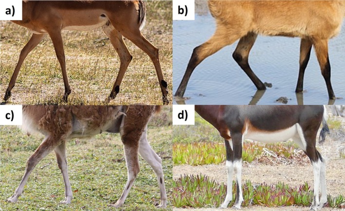 FIGURE 4