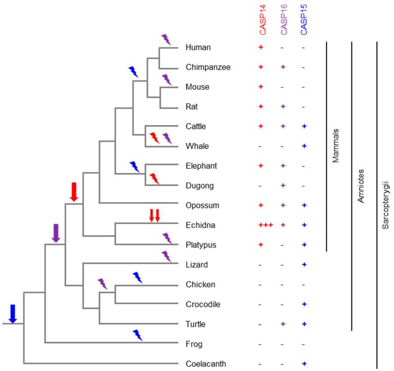 Figure 5