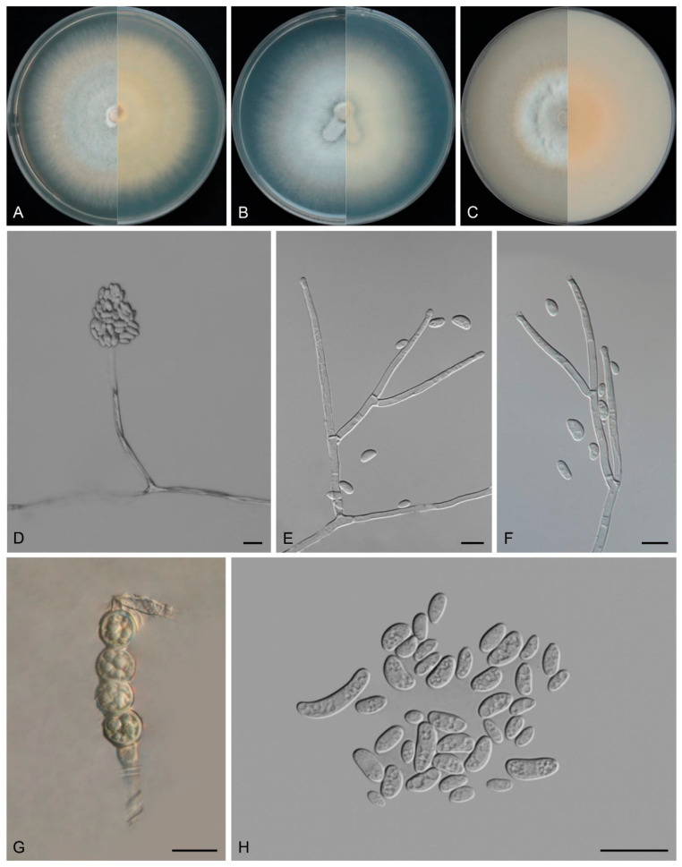Figure 11