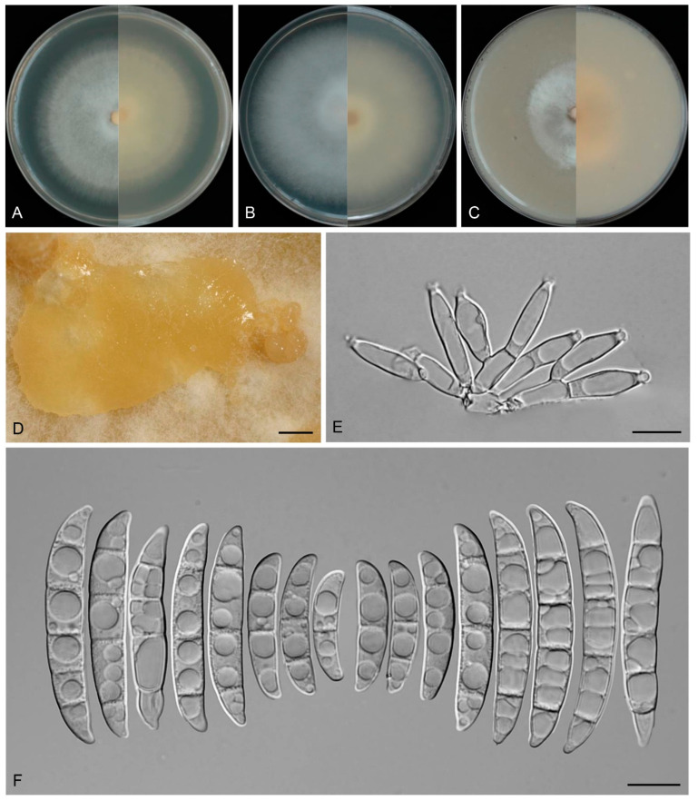 Figure 13