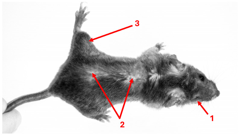 Figure 2