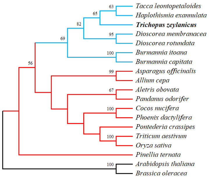Figure 7