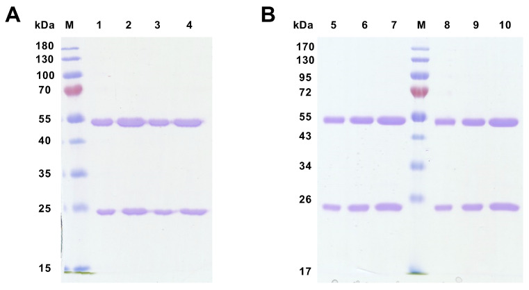 Figure 12