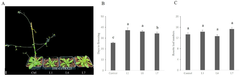 Figure 7