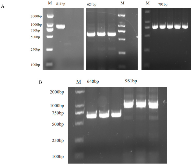 Figure 11