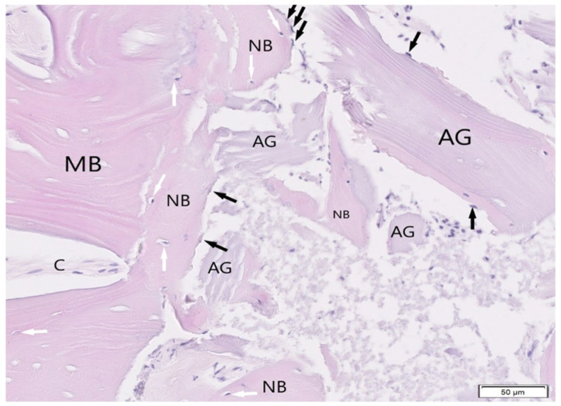Figure 13