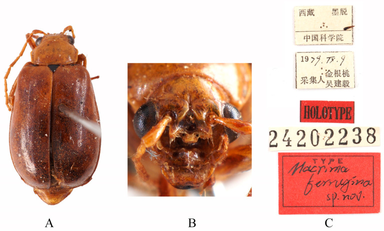 Figure 4