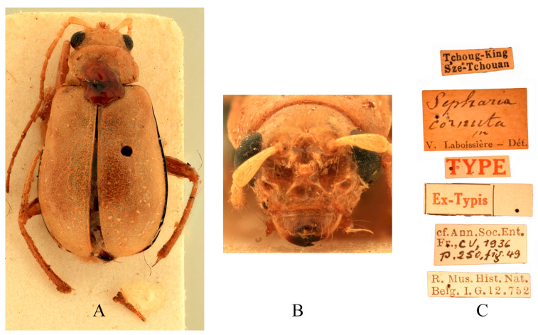 Figure 7
