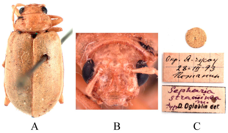 Figure 17