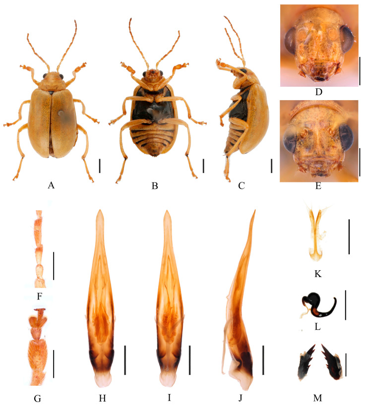 Figure 18