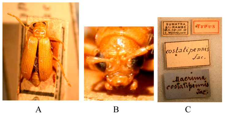 Figure 19