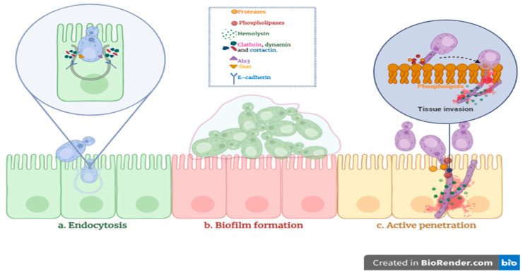 Figure 6