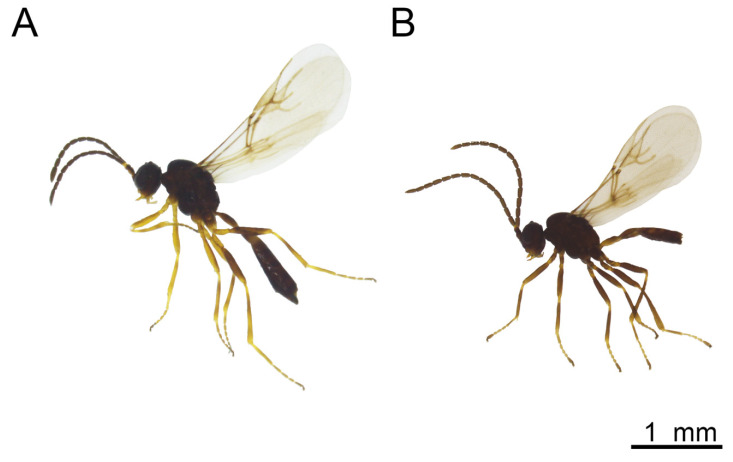 Figure 12