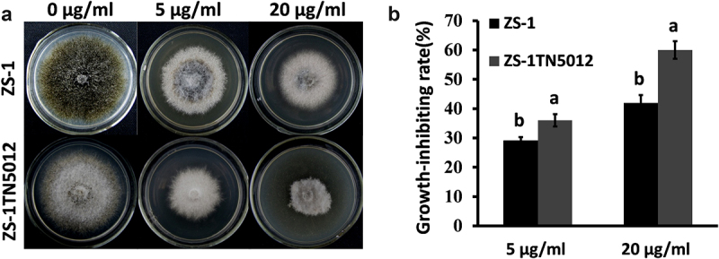 Figure 5
